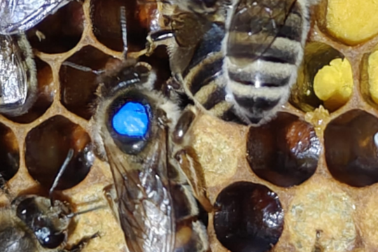 Bienenkönigin.png